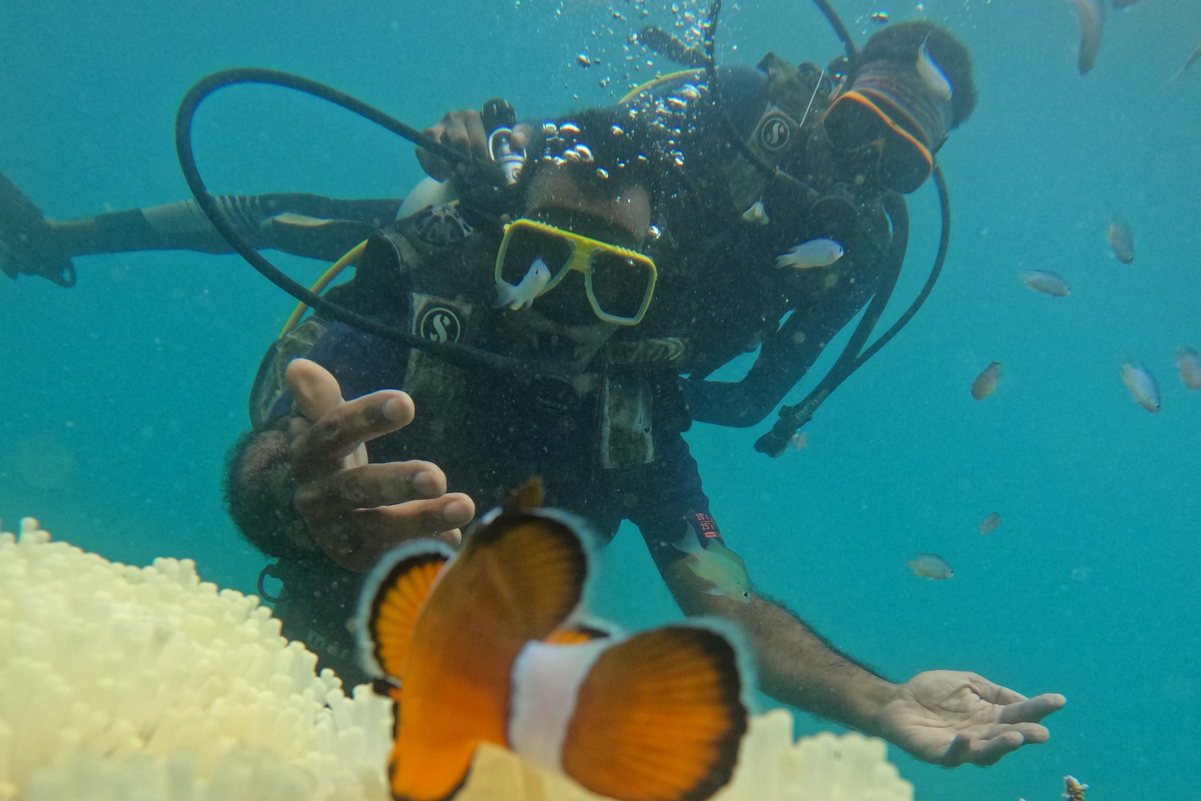 Ultimate Guide to Scuba Diving in Havelock with Island Divers